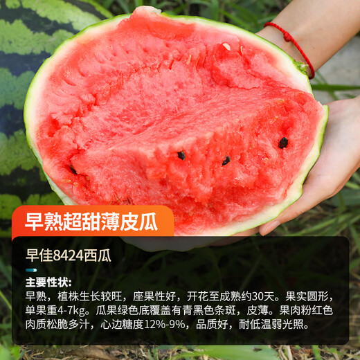 Nongzhi Zaojia 8424 Kirin watermelon seeds are suitable for early maturing in the South. Zaojia 8424 watermelon seeds 50gx2 barrels