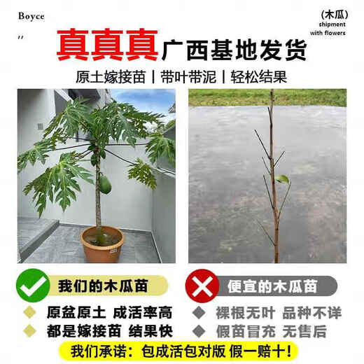 Yimizhu Four Seasons Papaya Fruit Tree Fruit Seedlings Rock Sugar Red Heart Fruit Papaya Extra Large Seedlings Fruit Trees Potted Planting in the North and South Courtyard Rock Sugar Fruit Papaya 1 Sweet and Soft Glutinous Year