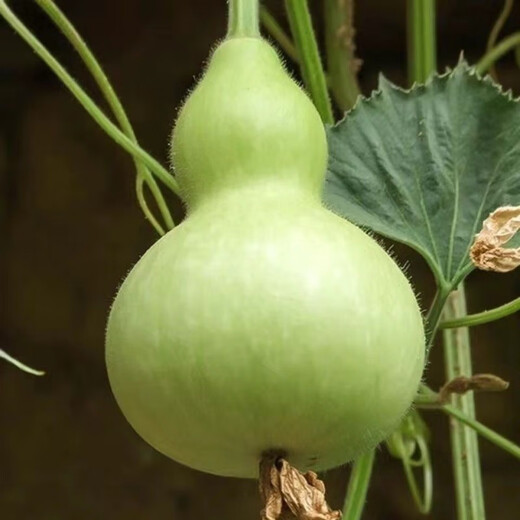New product Jiuxianbao gourd extra large gourd seeds vegetable balcony garden potted climbing vine seeds Jiuxianbao gourd seeds seeds a pack of about 35 seeds
