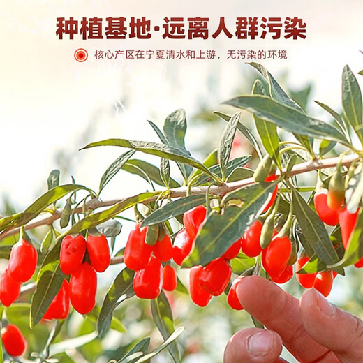 花季浓宁夏枸杞250g枸杞子中宁枸杞宁夏苟枸免洗红枸杞有机枸杞头茬泡水 日常款【宁夏枸杞】100克