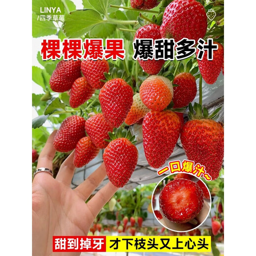 Strawberry seeds Dandong 99 four seasons fruit cream strawberry fruit seeds vegetable seeds complete seed seedlings strawberry 500 + pot + soil + fertilizer