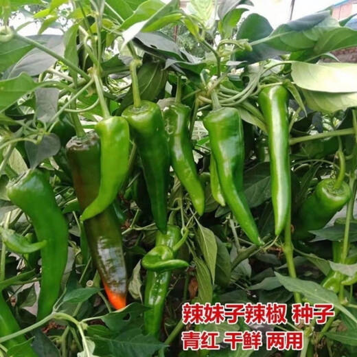 Native pepper seeds spring early maturing extra spicy thin skin green spicy delicious pepper tip seeds pepper seeds 100 local varieties 2 packs 400 capsules x