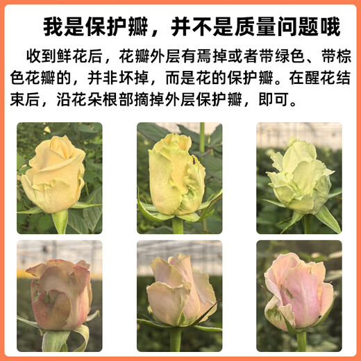 Jingdong Flowers Mengxue Roses 10 Ruyi Base Fresh-cut Flowers Water-raised Flower Arrangements Lifestyle Bouquets Gifts Straight from the Source