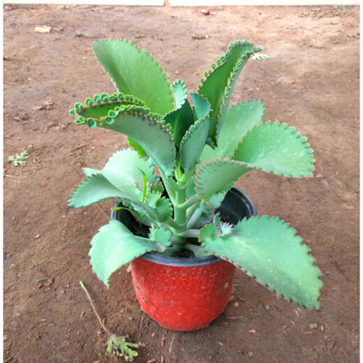 Phoenix Princess Lace, wide-leaf phoenix, large leaves falling to the ground, large-leaf phoenix, small-leaf phoenix, phoenix brocade, pot not included