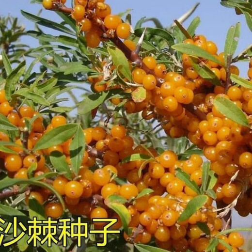 【1278人收藏】沙棘营养丰富沙棘树水果树种籽耐寒耐旱果树多年生 沙棘种子1包100粒