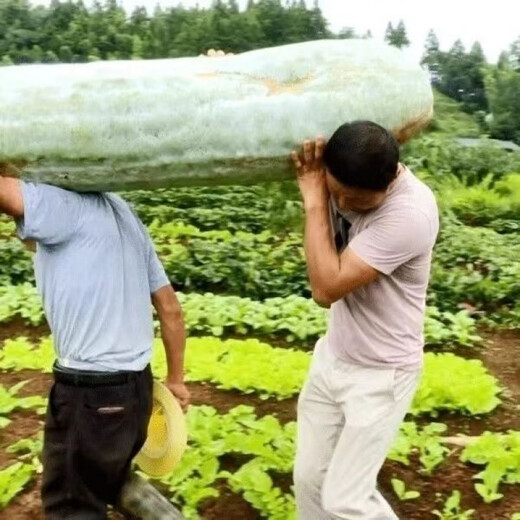 Pink-skinned winter melon original seed, long columnar type, selected winter melon seeds, a complete list of spring sown vegetables, pink-skinned winter melon, pink-skinned winter melon seeds (germination rate 99%) FDG569 new species, 5 packs, about 110 seeds, free