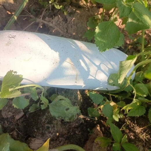 Pink-skinned winter melon original seed, long columnar type, selected winter melon seeds, a complete list of spring sown vegetables, pink-skinned winter melon, pink-skinned winter melon seeds (germination rate 99%) FDG569 new species, 5 packs, about 110 seeds, free