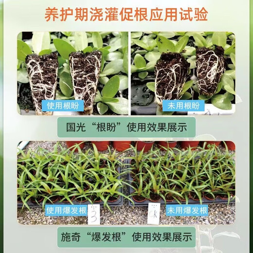 Guoguang Guoguang Genpan Naphthalene Acetic Acid Rooting and Seedling Strengthening Agent Plant Transplanting Rooting Agent with Hair Root Water Cutting Rooting Powder Guoguang Genpan 200mlx1 bottle