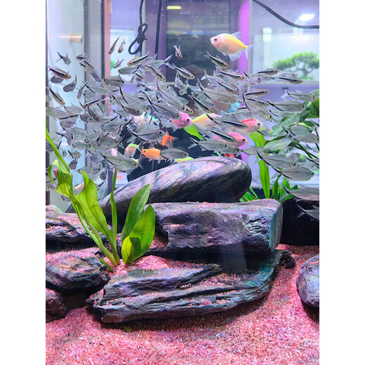 
Fish tank landscaping stream stones complete set of original ecological natural volcanic stone stream stone set meal large main stone schist large stone 1-1.2m tank same type landscaping: 16817 [Contact customer service