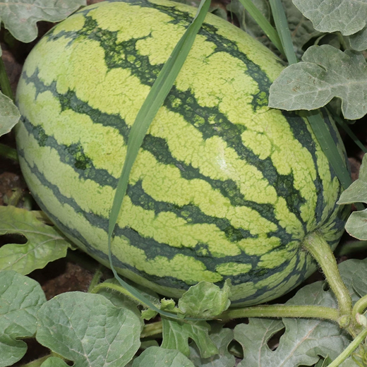 Xiangbin resistant to heavy cropping Xinong No. 8 watermelon seeds extra large lazy unicorn super sweet high yield giant watermelon fruit seeds Xinong No. 8 watermelon seeds 5g original