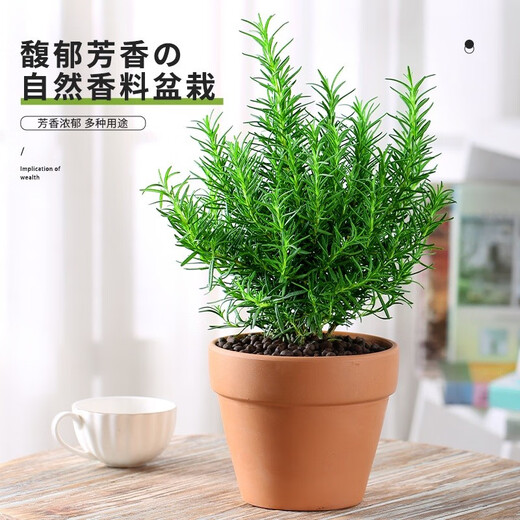 Hua Weng potted edible thyme vanilla plant spices large pot of rosemary (gallon pot) straight from the source