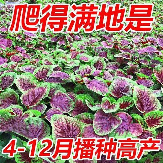 Red amaranth seeds with large leaves and large round leaves for sowing in all seasons, large round leaf amaranth vegetable seeds for balcony potted wild rape seeds, special heat resistance, large round leaves, red amaranth seeds, new seeds this year | about 100 seeds