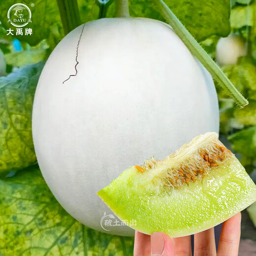 Dayu Jade Mushroom Melon Seeds White Skin Ice Cream Honey Sweet Melon Seeds Super Sweet Early Mature Xin Yugu F1 Melon Seeds 10 capsules