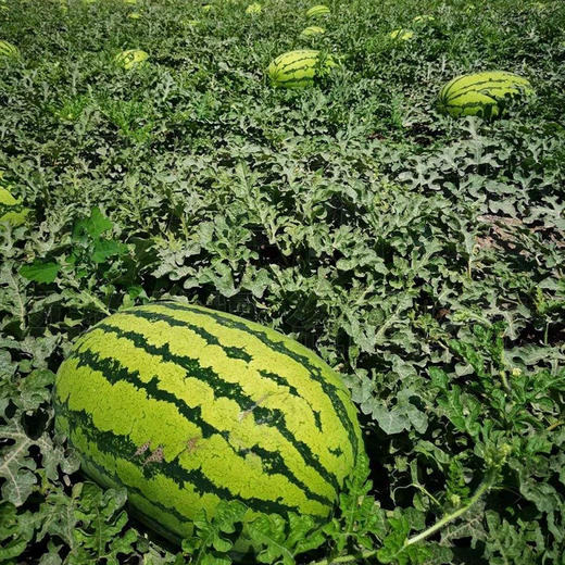 Xiangbin watermelon seeds Ningxia selenium sand mountain stone melon seeds sown in all seasons, high yield, thin skin, medium ripe, super sweet, large fruit seed, Desert No. 1 watermelon seeds 100 original