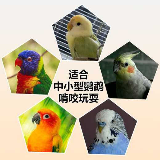 Hueso de sepia especial para loros, periquitos peonías, palitos de dentición para masticar, juguetes interactivos, snacks y suministros, pieza única de hueso de sepia de 1517 CM + clip