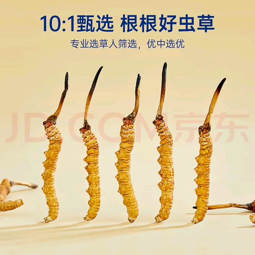 Cordyceps sinensis (SF Express Direct Delivery) Tibetano a gran altitud Cordyceps sinensis Regalo de regalo Atmosférico y de alta gama Nago Cordyceps sinensis 0.6 gramos de 100 piezas Pack 5 piezas