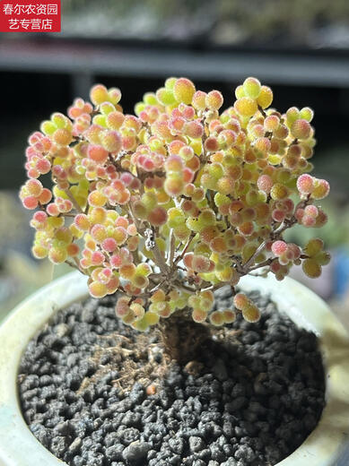 MPPMCK Real-Life Orange Candy Bonbugs Mandarine Zweige und Stängel Aprikosen kleiner baumförmiger Klippe Old Stapel Sukkulente Pflanzen nach einem Schuss 695 Kumquat Pot Mund 6 cm 3.9 Foto enthalten Topf