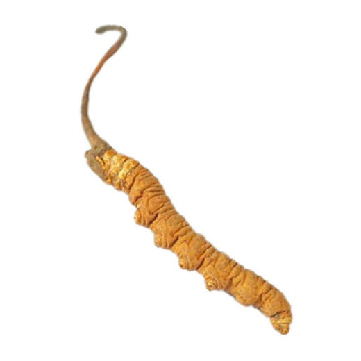 Пекин Тонгрентанг Сырье Официальный магазин I Flagship Cordyceps Cordyceps Cordyceps Head Perio