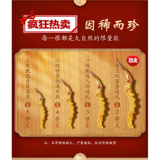 Cordyceps sinensis y té Cordyceps en el área nevada de Xiongfengdao Área tibetana 80 Piezas auténticas Cordyceps productos secos de 25 gramos Caja de regalo