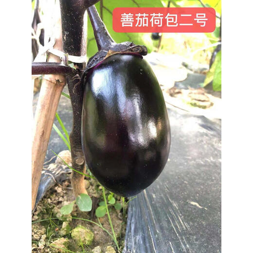 Shanqie Purse No. 2 hybrid eggplant seeds, extremely early maturing, purple-black, round, large, green-fleshed, disease-resistant, high-yielding, field use, original 200 capsules