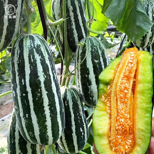 Dayu Boyang No. 9 melon seed seedlings, honeydew melon, eight-mile crispy melon seeds, old varieties, Boyang series Xiangyang No. 9 melon seeds, 20 capsules, 2 bags