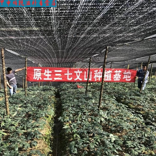 北京同仁堂三七粉超细特级云南三七野生现磨熟粉文山田七粉正宗无添加原生态 纯三七粉【500克】送量勺