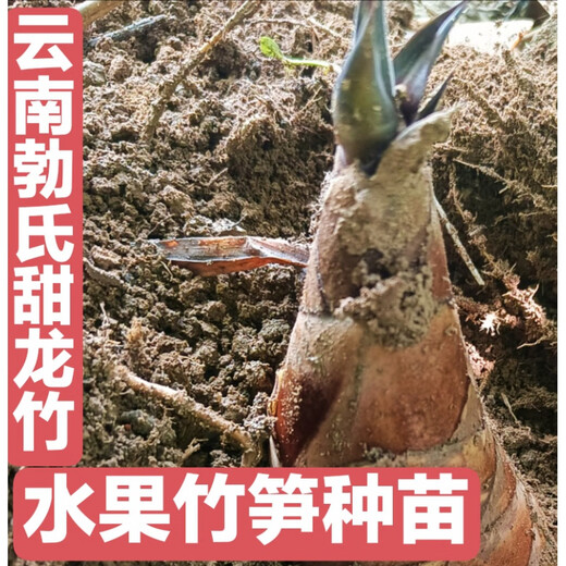 Bamboo seedlings, fruity bamboo shoots, Yunnan Bo's sweet dragon bamboo shoots, bamboo shoots that can be eaten raw when they are planted, 20 sweet bamboo seedlings