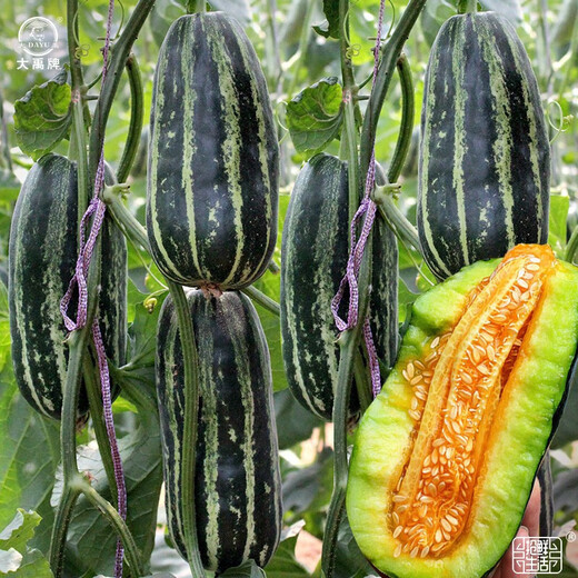 Dayu Boyang No. 9 melon seed seedlings, honeydew melon, eight-mile crispy melon seeds, old varieties, Boyang series Xiangyang No. 9 melon seeds, 20 capsules, 2 bags