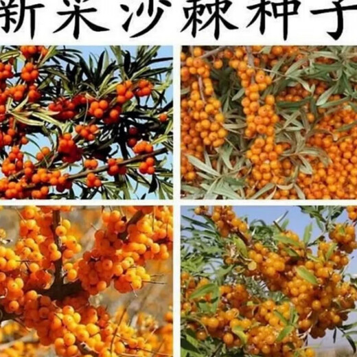 【1278人收藏】沙棘营养丰富沙棘树水果树种籽耐寒耐旱果树多年生 沙棘种子1包100粒