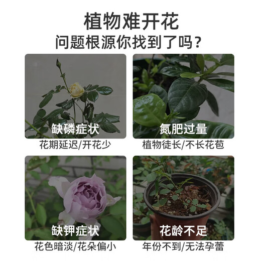 Powerful flowering powder for potted roses, gardenias, camellias and all plants to promote flowering fertilizer. Powerful flowering powder 2 bottles (3 bottles for real hair)