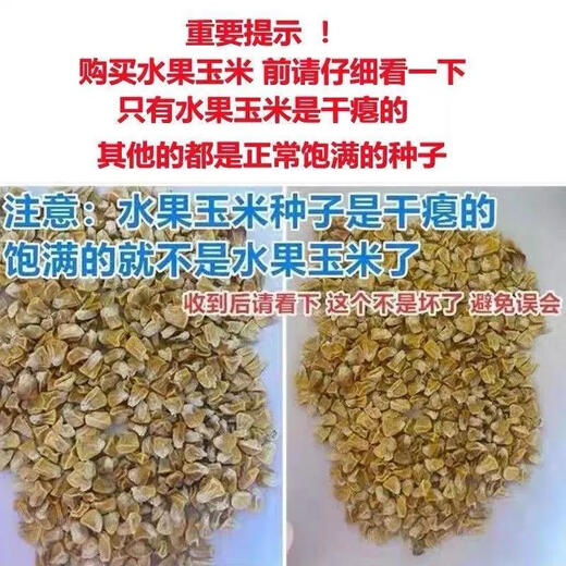 Super sweet fruit corn seeds, big sticks, early maturing, sweet and glutinous, can be eaten raw in the field all year round. Can be eaten raw. Super sweet fruit corn seeds, artificially selected new species, 101 seeds (2 packs+)