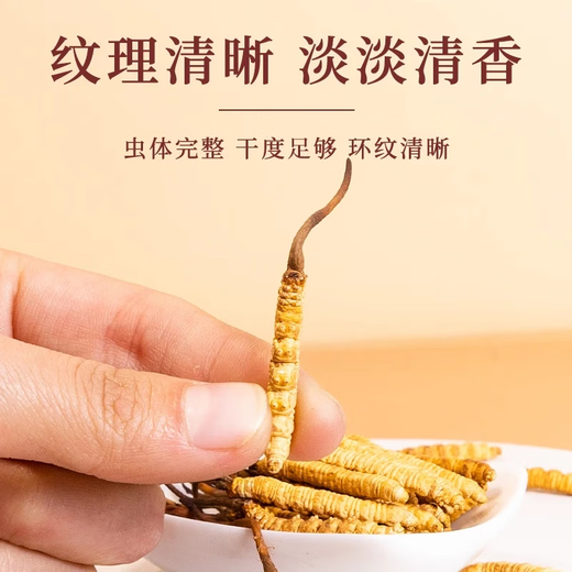 Cordyceps sinensis, caja de regalo de Cordyceps de gran altitud en áreas tibetanas, regalo para su propio uso, 3 palos 1 gramo [100 Box de regalo exquisito]