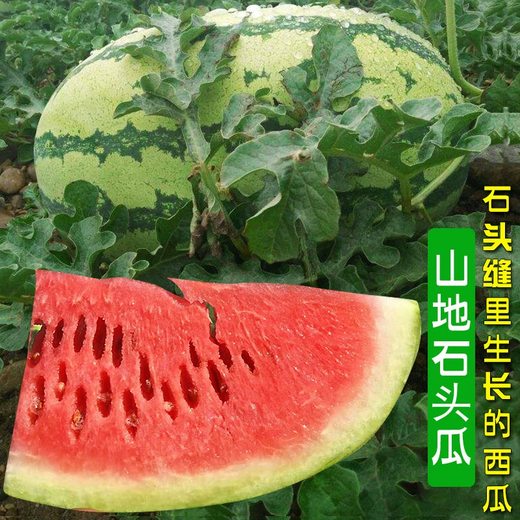 Xiangbin watermelon seeds Ningxia selenium sand mountain stone melon seeds sown in all seasons, high yield, thin skin, medium ripe, super sweet, large fruit seed, Desert No. 1 watermelon seeds 100 original