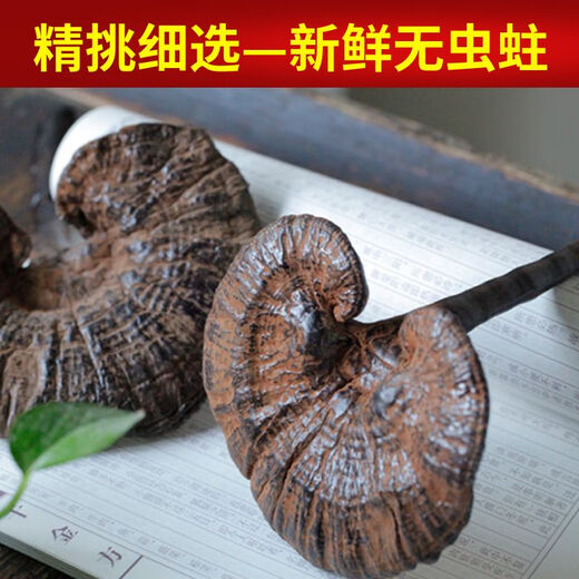 Fat Donglai's same style wild Ganoderma pure natural purple Ganoderma wild L raw mountain natural non-bitter pruned branch with spore powder 500 grams Ganoderma 10-16 pcs