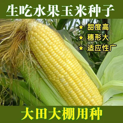 Super sweet fruit corn seeds, big sticks, early maturing, sweet and glutinous, can be eaten raw in the field all year round. Can be eaten raw. Super sweet fruit corn seeds, artificially selected new species, 101 seeds (2 packs+)