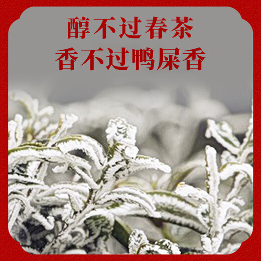 Shanlihuo Tee Spezialduft Chaozhou Phoenix Single Pine Oolong Tea Snow Chip Entengeschmack Single Wattebeutel 500g wird nicht für Verpackungen verkauft