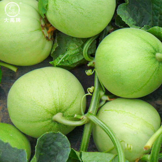 Dayu Jade Milk-flavored Melon Seeds Ding brand melon seeds super sweet thin-skinned milk-flavored melon Jade Milk-flavored Melon Seeds No. 1 20 capsules 3 bags