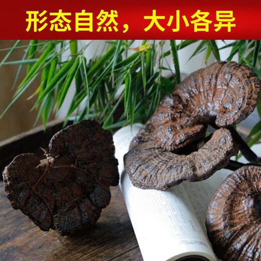 Fat Donglai's same style wild Ganoderma pure natural purple Ganoderma wild L raw mountain natural non-bitter pruned branch with spore powder 500 grams Ganoderma 10-16 pcs