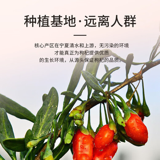 渭水鸿 宁夏特级红枸杞大颗粒构纪茶男肾干枸杞红枣桂圆煲汤泡酒 头茬精选大果【 220粒/50g】250克