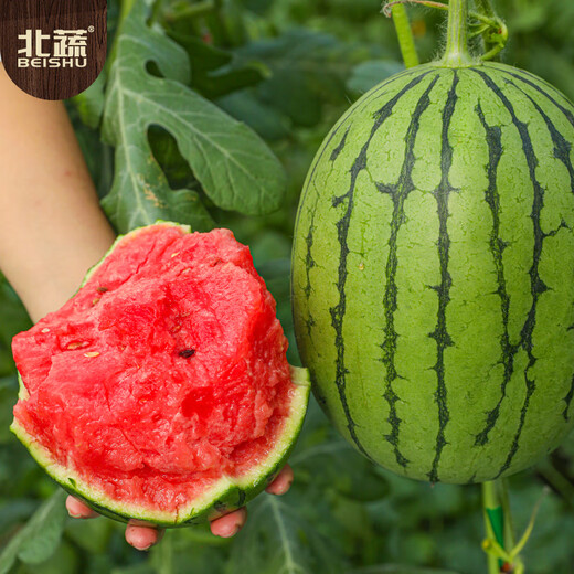 Northern Vegetable Watermelon Seed Seedlings Early Mature Thin-Skinned Small Fruit Suitable for Potted Melon Seeds in the North and South Ruby Watermelon Seeds 50 Tablets