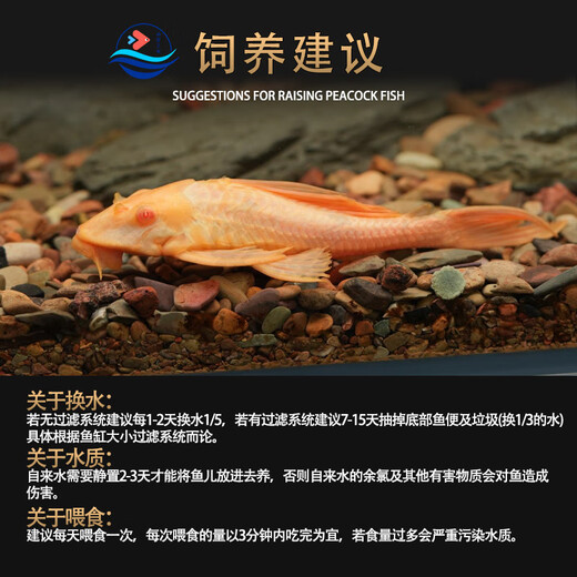 
Queen Sail Scavenger Garbage Fish Cleaning Fish Tank Algae Removal Tool Fish Tropical Freshwater Ornamental Fish Scavenger Fish 1517cm Red-eyed Queen Sail 1