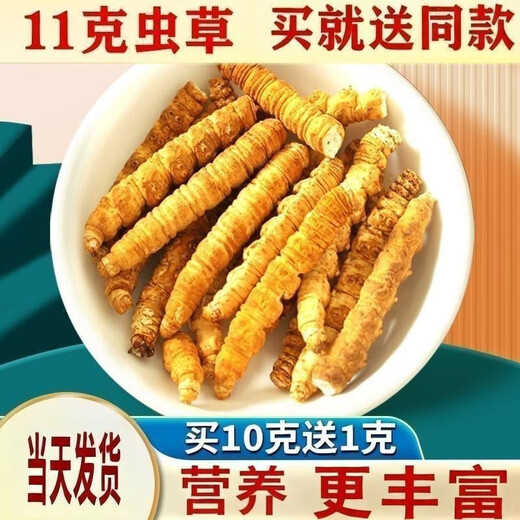 正宗藏曲冬虫夏草虫草断草10克送1克自用家庭装超级断草干货自食 藏区纯肉节大断草20克送2克