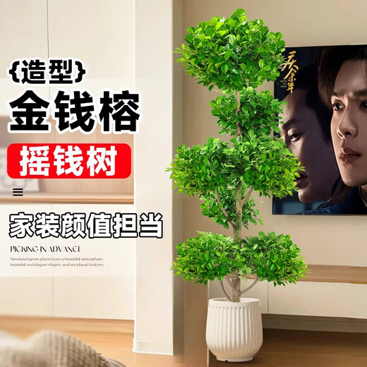 金钱榕大盆栽室内客厅大型绿植摇钱树发财树四季常青落地榕树植物 造型金钱榕1517米原生胶盆