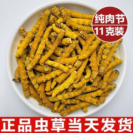 正宗藏曲冬虫夏草虫草断草10克送1克自用家庭装超级断草干货自食 藏区纯肉节大断草20克送2克