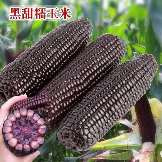Spring black sweet waxy corn seeds, super sweet seeds, four seasons, high yield, extra large drought-tolerant seed corn, nationally approved black waxy corn seeds, 3 packs, about 150 seeds