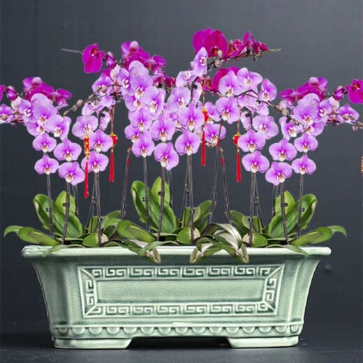 Chenjing cerámica china rectangular paisaje rectangular macizo Phalaenopsis planta verde de pila vieja maceta de marco de oro grande ramas flotantes de mármol yn 1424 frijoles verde +c25 pc cerámica [con agujeros]
