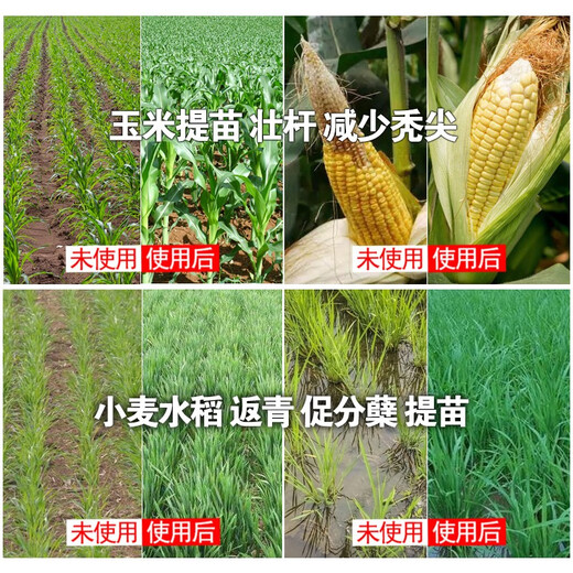 Liquid slow-release nitrogen fertilizer foliar fertilizer for corn, wheat, rice, fruit trees, vegetables, seedlings, strong stems, increased yield, high-nitrogen water-soluble fertilizer, liquid slow-release nitrogen 1300g*12 bottles