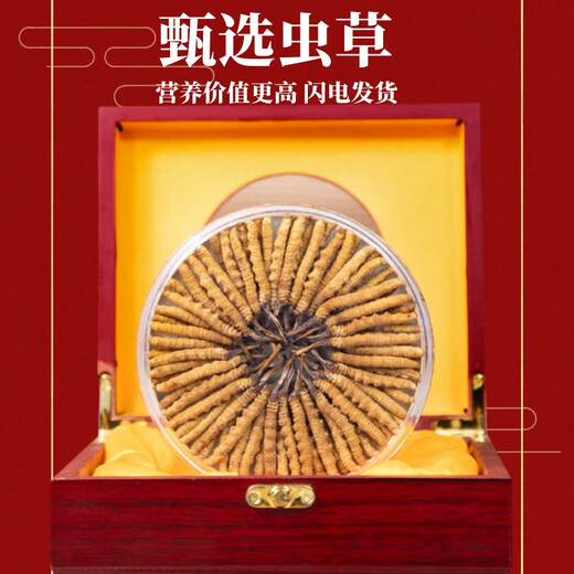 Authentic Cordyceps sinensis first period selected nourishing dry goods two gram gift boxes for gifts and nutritious Cordyceps tonics, authentic Cordyceps sinensis 0.2 grams of Tibetan areas five tastings