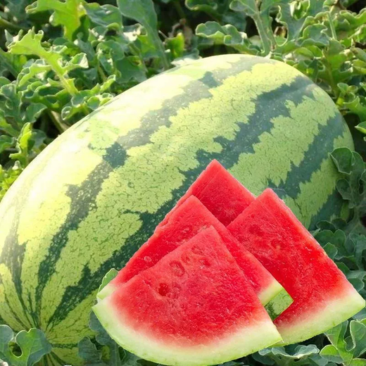 Xiangbin resistant to heavy cropping Xinong No. 8 watermelon seeds extra large lazy unicorn super sweet high yield giant watermelon fruit seeds Xinong No. 8 watermelon seeds 5g original