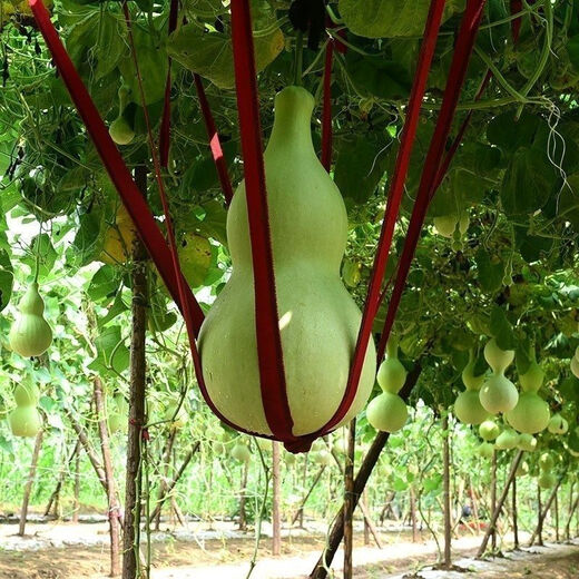 Extra large gourd seeds, extra large gourd seeds, extra large gourd seeds, large gourd seeds, giant gourd seeds, extra large new seeds - about 20 seeds, 2 packs